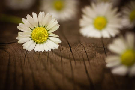 bouquet of daisies on wooden backgroundの写真素材
