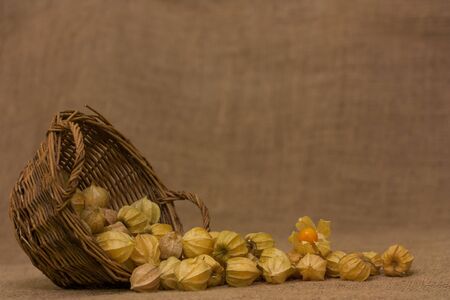 gooseberry in a wicker basketの写真素材