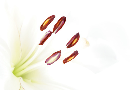 Close up of the petals of white liliesの写真素材