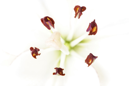 Close up of the petals of white liliesの写真素材