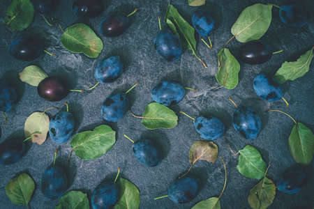 background of the blue plums and green leavesの写真素材