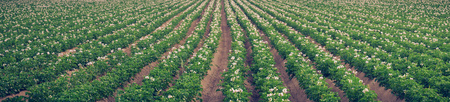 panorama of the regular lines flowering potatoes