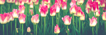 Beautiful panorama of red and white tulipsの写真素材