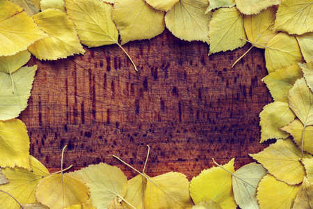 Autumn background of yellow birch leavesの写真素材