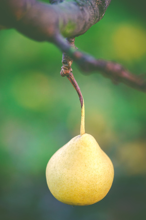 Last autumn yellow pear on a green backgroundの写真素材