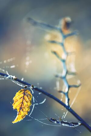 autumn leaf with corals cobwebsの写真素材