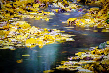 colorful autumn leaves in the water flowの写真素材