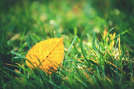 colorful autumn leaves in green grassの写真素材