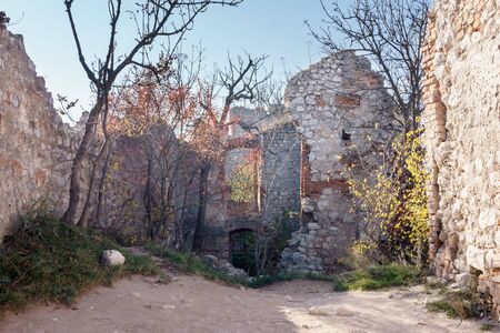 Trees in the ruins of the old castleの写真素材