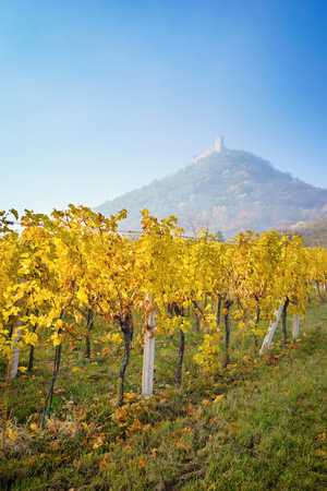 Autumn vineyard with the background of the ruins of the castle-Palava Czech Republicの写真素材