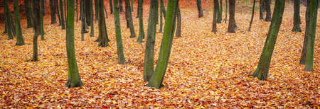 colored autumn leaves on the background of bare treesの写真素材