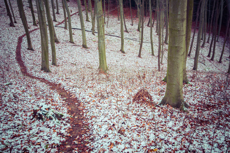first snow in a beech forestの写真素材