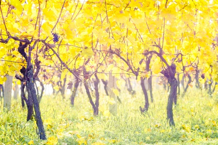 gorgeous autumn yellow leaves vineyardの写真素材
