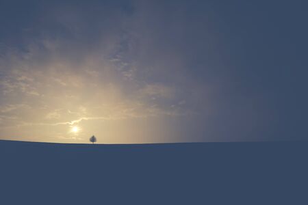 lonely tree on sunset backgroundの写真素材