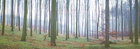 panorama foggy autumn beech forestの写真素材