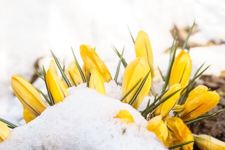 yellow crocus flowers in white snowの写真素材