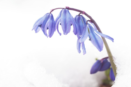 Early spring blue flowers Scilla in white snowの写真素材