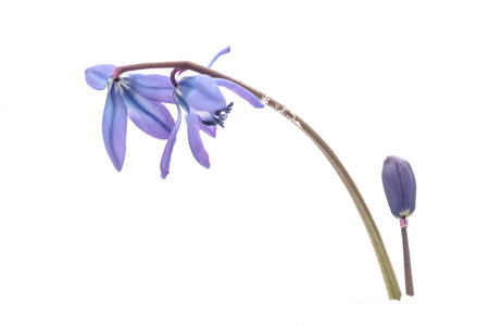 Early spring blue flowers Scilla in white snowの写真素材