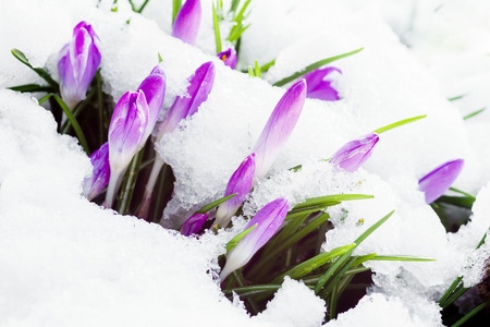 purple crocus flowers on a snowy gardenの写真素材