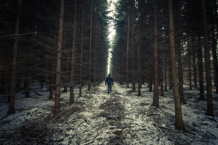 winter walk snow white forestの写真素材