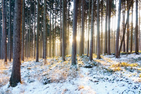 the sun's rays in winter snow-covered spruce forestの写真素材