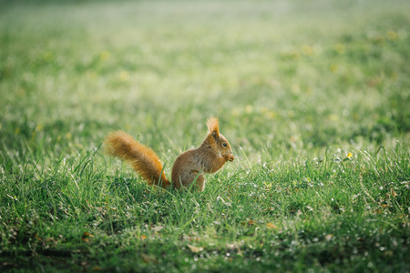 red squirrel in green grass