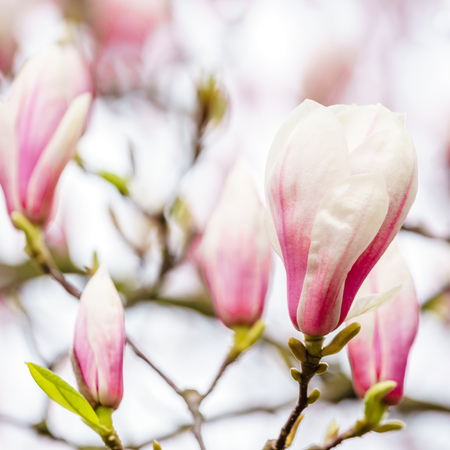 lose up of gorgeous pink magnolia flower budsの写真素材