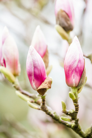 lose up of gorgeous pink magnolia flower budsの写真素材