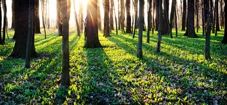 wonderful carpet of green garlic leaves in a leafy forestの写真素材