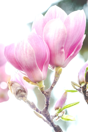 Close up of gorgeous spring flowers pink magnoliaの写真素材