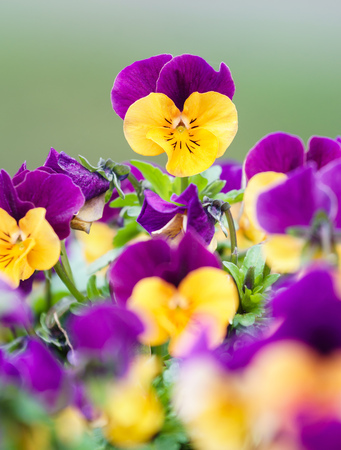 Close up of colorful spring flowers pansiesの写真素材