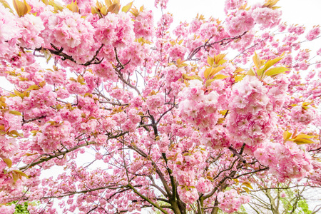 pink spring flowers ornamental cherryの写真素材