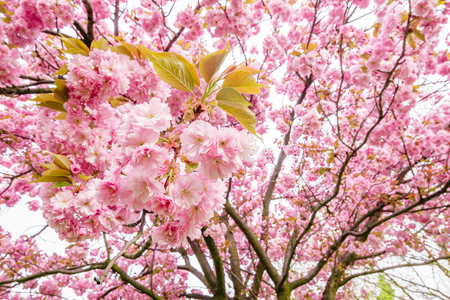 pink spring flowers ornamental cherryの写真素材