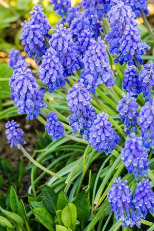 close up of blue spring flowers muscari neglectumの写真素材