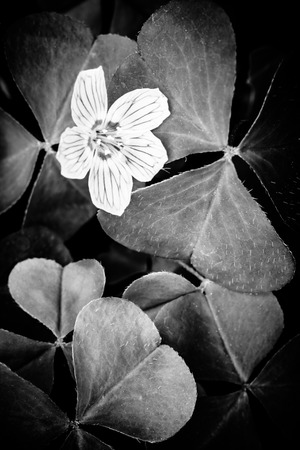 Beauty forest of white flowers oxalis acetosella