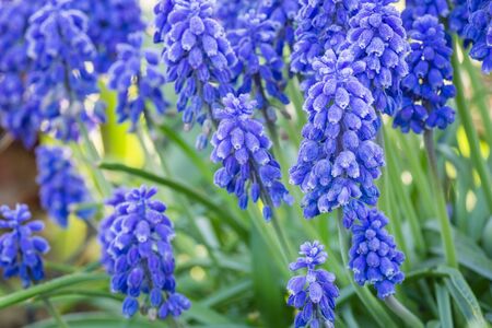 close up of blue spring flowers muscari neglectumの写真素材