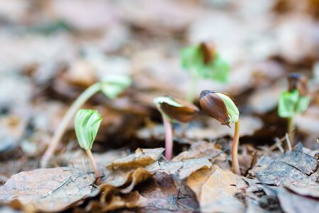 close up germinating seedlings beech leaf dropの写真素材