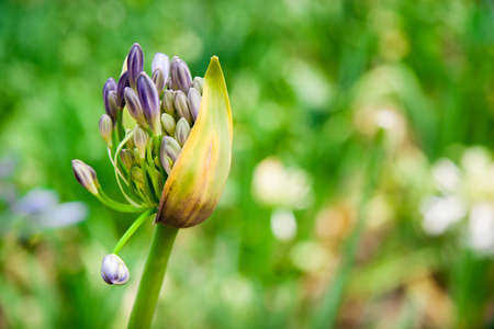 Onion flowerの写真素材