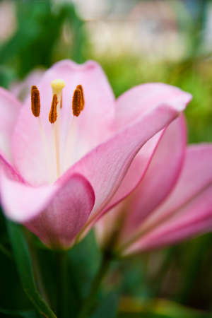 Daylily Hemerocallisの写真素材