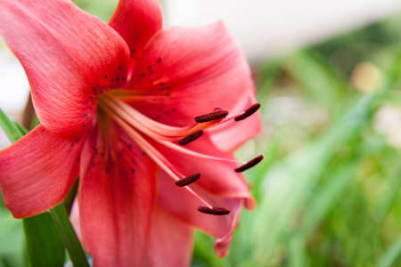 Pink Daylilyの写真素材