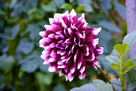Dalia Purpleの写真素材