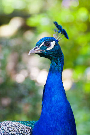 closeup of a peacockの写真素材