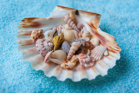 many small shells inside a largerの写真素材