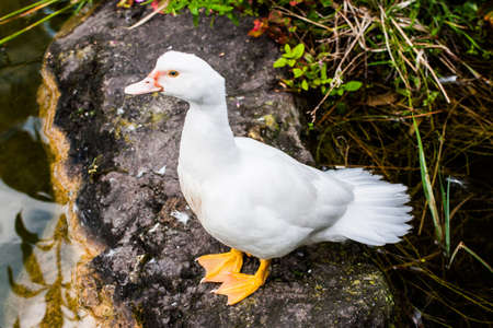 duck on the edge of a pondの写真素材
