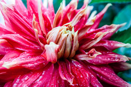 flower with raindropsの写真素材
