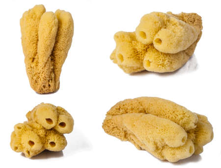 set of four images of sea spongesの写真素材