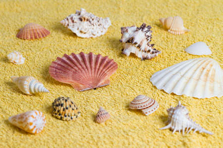composition of shells placed on yellow towelの写真素材