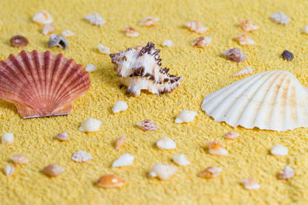 composition of shells placed on yellow towelの写真素材