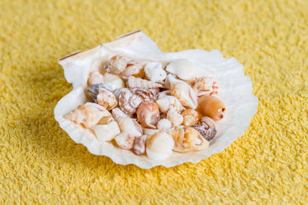 composition of shells placed on yellow towelの写真素材