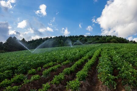 Watered vegetable fieldの写真素材